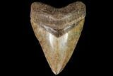 Serrated, Fossil Megalodon Tooth - Georgia #111902-1